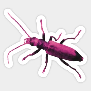 Pink Beetle Wharf Borer Sticker